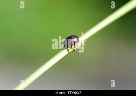 Rosemary Leaf Beetle Chrysolina Americana auf Lavendel Stockfoto