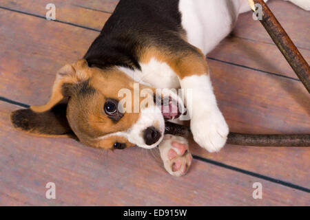 Sieben Wochen alt süße kleine Beagle Welpen Kauen auf einem stick Stockfoto