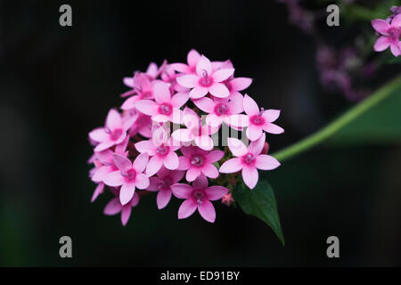 Pentas Lanceolata. Ägyptische Starcluster Blume wächst in einer geschützten Umgebung. Stockfoto