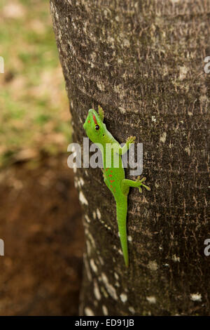 Mauritius, Chamarel, Rum-Fabrik, Green Day Gecko Phelsuma Madagascariensis auf Baumstamm Stockfoto