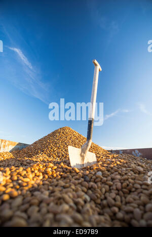 Schaufel Wagen Traktor mit Bio-Mandel-Ernte in Monegros. Aragon, Spanien Stockfoto