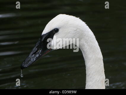 North American Trompeter Schwan (Cygnus Buccinator) Nahaufnahme des Kopfes und Bill, Tropfen fallen. Stockfoto