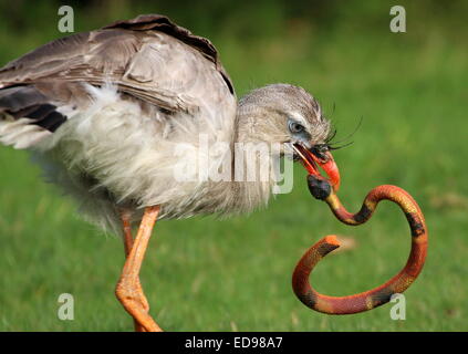 South American rotbeinige Seriema oder crested Cariama (Cariama Cristata) beschäftigt "töten" eine Spielzeug aus Plastik Schlange während einer Vogel-show Stockfoto