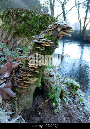 Erle-Halterung Pilze, stumpf Inonotus Radiatus auf einem Baum neben Fluss, Cornwall. UK Stockfoto