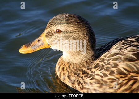 Porträt von weiblichen Stockente (Anas Platyrhynchos) im Teich schwimmen Stockfoto