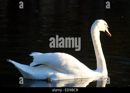 Höckerschwan schwimmen auf dem glatten Wasser Stockfoto