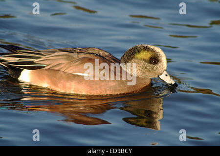 Juvenile männliche amerikanische Pfeifente Ente Schwimmen am Teich in Südkalifornien Stockfoto