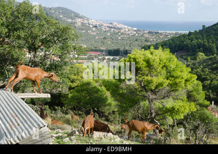 Ziegenherde, stehend auf Pultdach, Fütterung. Skopelos-Stadt entfernt. Skopelos, griechische Insel, Oktober. Stockfoto