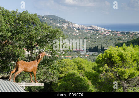 Ziegenherde, stehend auf Pultdach, Fütterung. Skopelos-Stadt entfernt. Skopelos, griechische Insel, Oktober. Stockfoto