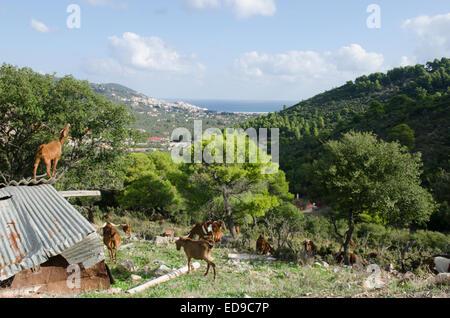 Ziegenherde, stehend auf Pultdach, Fütterung. Skopelos-Stadt entfernt. Skopelos, griechische Insel, Oktober. Stockfoto