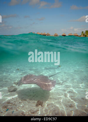 Über-unter Wasser Schuss von einem Stachelrochen in der flachen, klaren Wasser der Lagune von Bora Bora, eine Insel in Französisch-Polynesien. Stockfoto