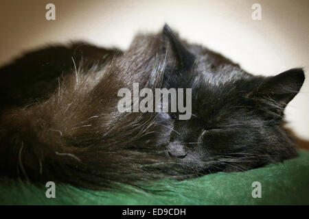 Schwarze Katze friedlich schlafend auf der couch Stockfoto