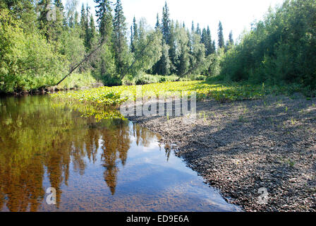 Ruhigen Wald Fluss. Jungfrau Komi Wälder, Taiga in Ridge Chernyshov. Stockfoto