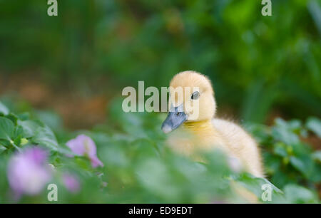 Eine junge Grossfürstentum Ente (Cairina Moschata) genommen in einer Parklandschaft in Malta Stockfoto