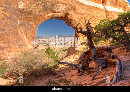 Ein HNO-wie anthropomorphe Juniper Tree Wachen Partition Arch in des Teufels Garten Abschnitt des Arches-Nationalpark in Moab Uta Stockfoto