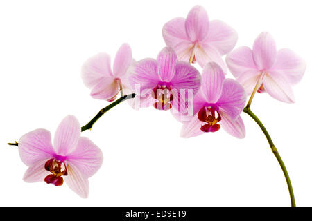 Rosa Orchidee isoliert auf weißem Hintergrund Stockfoto