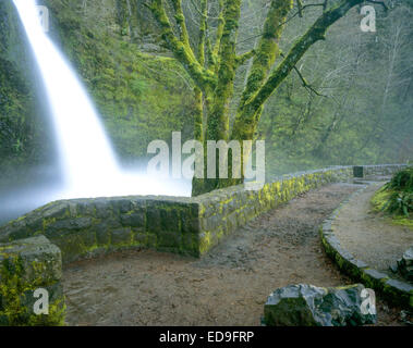 Sheppard Wasserfall rauscht vorbei und unterhalb der historischen alten Columbia River Highway entlang des Columbia River, Oregon Stockfoto