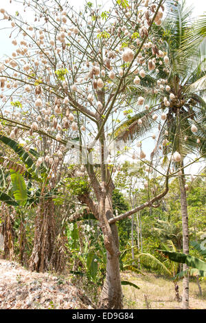 Kapok-Baum auf der Insel Flores, Indonesien. Stockfoto