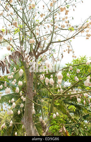 Kapok-Baum auf der Insel Flores, Indonesien. Stockfoto