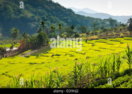 Terrassierte Reisfelder in der Nähe der Stadt Moni auf der Insel Flores in Indonesien. Stockfoto