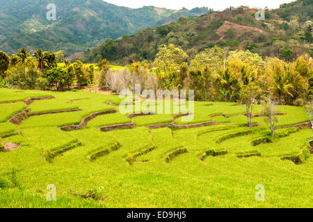 Terrassierte Reisfelder in der Nähe der Stadt Moni auf der Insel Flores in Indonesien. Stockfoto