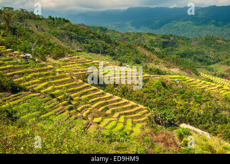 Terrassierte Reisfelder in der Nähe der Stadt Ruteng auf der Insel Flores in Indonesien. Stockfoto