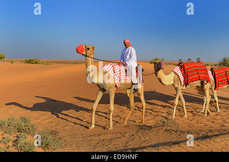 Kamel-Karawane im Al Maha Desert Resort in Dubai, Vereinigte Arabische Emirate Stockfoto