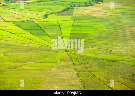 Sawah Sarang Laba-Laba (Spider Web Reisfelder) in der Nähe von Ruteng auf der Insel Flores, Indonesien. Stockfoto