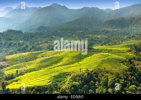 Golo Cador Reisfelder in der Nähe von Ruteng, Insel Flores, Indonesien. Stockfoto