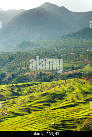 Golo Cador Reisfelder in der Nähe von Ruteng, Insel Flores, Indonesien. Stockfoto