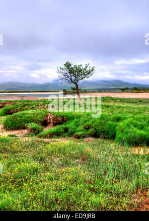 Ein einsamer Baum am Ufer des Loch Shiel bei Langal in den Highlands von Schottland Stockfoto