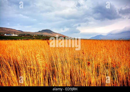 Bekannte Szenen aus der Dingle Halbinsel, Irland Stockfoto