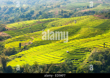 Golo Cador Reisfelder in der Nähe von Ruteng, Insel Flores, Indonesien. Stockfoto