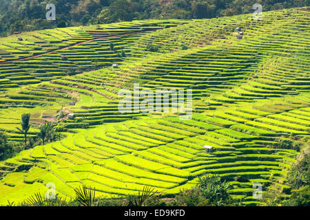 Golo Cador Reisfelder in der Nähe von Ruteng, Insel Flores, Indonesien. Stockfoto