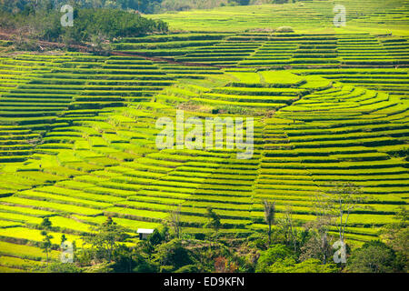 Golo Cador Reisfelder in der Nähe von Ruteng, Insel Flores, Indonesien. Stockfoto