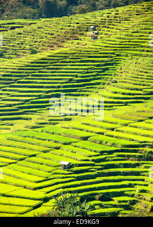 Golo Cador Reisfelder in der Nähe von Ruteng, Insel Flores, Indonesien. Stockfoto