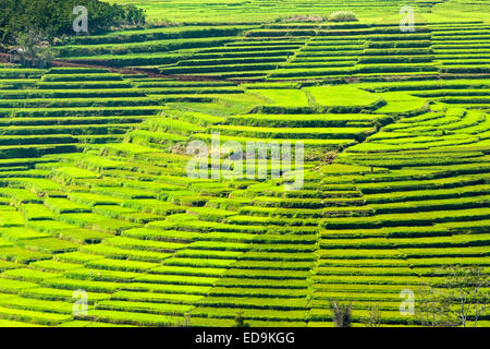 Golo Cador Reisfelder in der Nähe von Ruteng, Insel Flores, Indonesien. Stockfoto