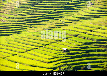 Golo Cador Reisfelder in der Nähe von Ruteng, Insel Flores, Indonesien. Stockfoto