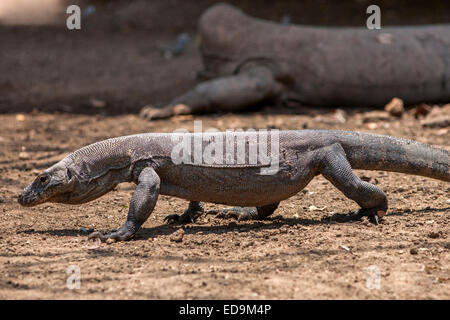 Komodo-Warane im Komodo National Park auf Rinca Island, East Nusa Tenggara, Indonesien. Stockfoto