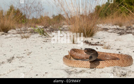 Osteuropa - coachwhip Masticophis flagellum Stockfoto