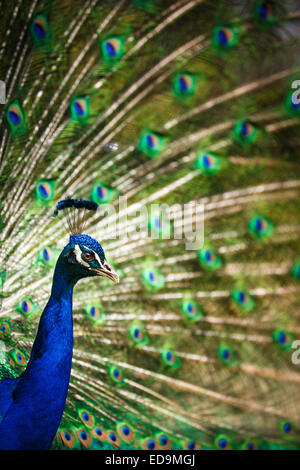 Prächtige Pfau mit Federn heraus (Pavo Cristatus) (shallow DOF; Farbe getönt) Stockfoto