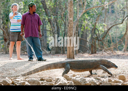 Ein Komodo Nationalpark-Ranger mit einem Touristen und einem Komodo Drachen auf Komodo Insel, Ost-Nusa Tenggara, Indonesien. Stockfoto