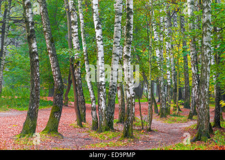 Bild viele Birken im Herbst park Stockfoto