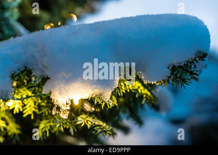 Festlich geschmückten Weihnachtsbaum Tanne draußen im Schnee. Schneebedeckte Zweige, warmes Licht, kalten Hintergrund. Stockfoto