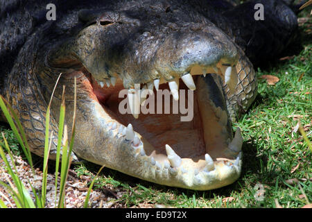 Salzwasser-Alligator mit offenem Mund Stockfoto