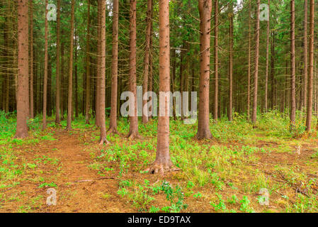 dichten Nadelwald in Sommertag fotografiert Stockfoto