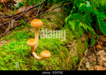 essbare Pilze wachsen auf einem Baumstumpf im Moos Stockfoto