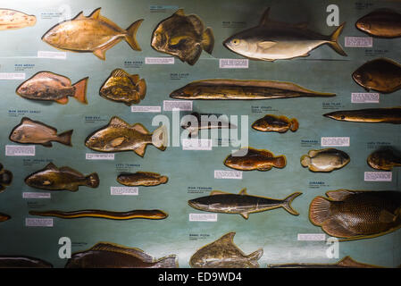 Ausstellung der Exemplare von Fischarten in indonesischen Gewässern, im Zoologiemuseum in Bogor, West Java, Indonesien. Stockfoto