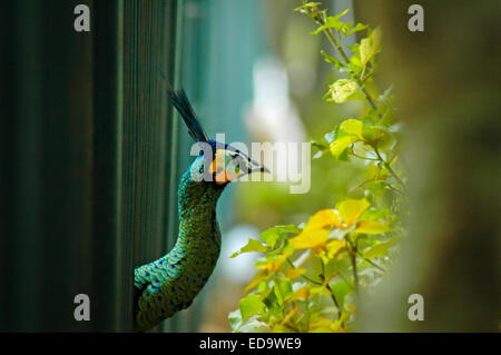 Der grüne Pfauenhuhn (Pavo muticus) löst seinen Kopf aus dem Käfig im Park des Nationaldenkmals in Jakarta, Indonesien. Stockfoto