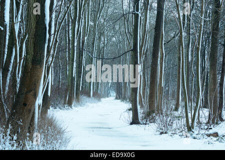 Winter-Szene in einer bewaldeten Umgebung. Schnee setzt sich auf einen Wanderweg und die umliegenden Bäume auf dieser englischen Winter-Szene. Stockfoto